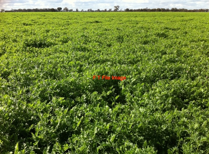 Standing Cereal and Legume Crop Wanted for Silage Hay